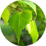 Гельмилайн содержит листья березы