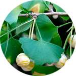 Концентрат листьев гинкго-билоба входит в Сусталайф
