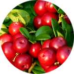 Одним из компонентов капсул Предстанол от простатита является экстракт ягод клюквы