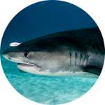 Печень акулы содержится в препарате Урелайн
