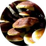 В состав Скин Матрикса входят грибы рейши