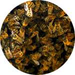 Одним из компонентов крема Артровекс для суставов является пчелиный подмор