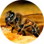 Пчелиный яд содержится в составе пластыря Injoint