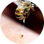 Пчелиный яд содержится в препарате Рекардио