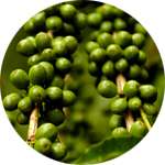 Зеленый кофе содержится в спрее ФитоСпрей
