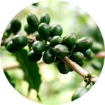Зеленый кофе содержится в Биолипосакторе живота