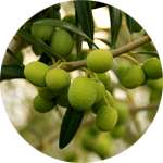 Олива содержится в препарате Диалист
