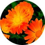 Цветки календулы содержатся в геле Веномакс Актив